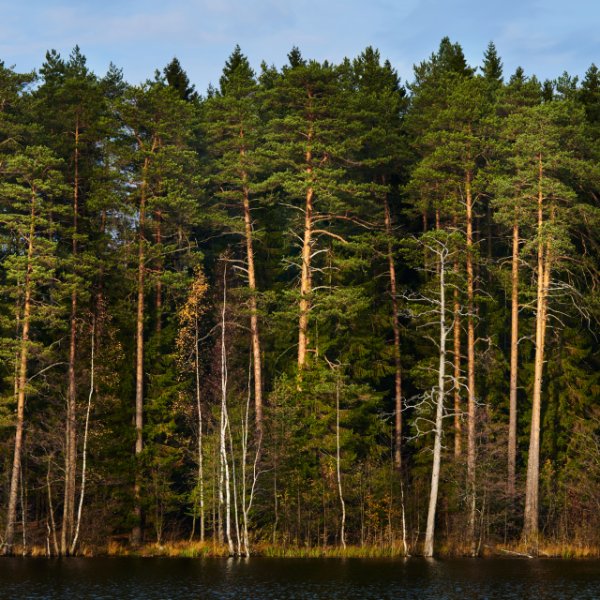 foret-pins